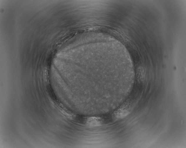 X0000067850222200605111716