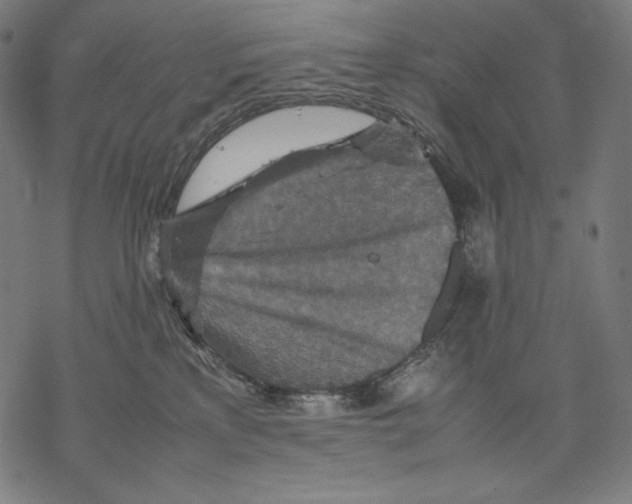 X0000067850233200605111716