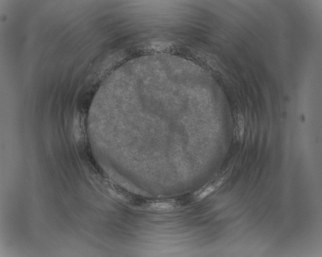 X0000067850236200605111716