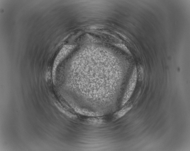 X0000067850284200605111716