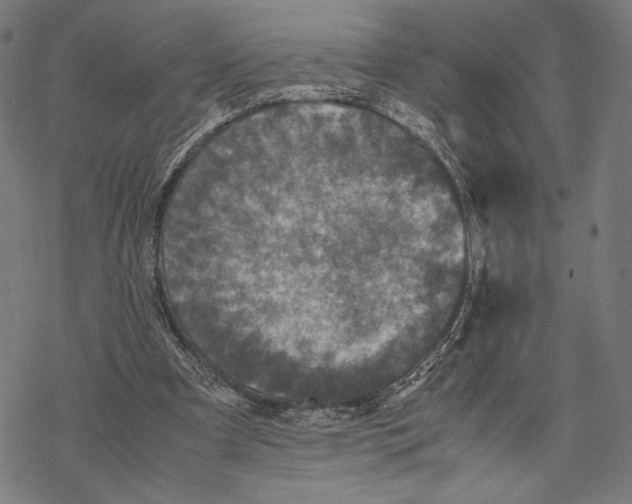 X0000067850297200605111715