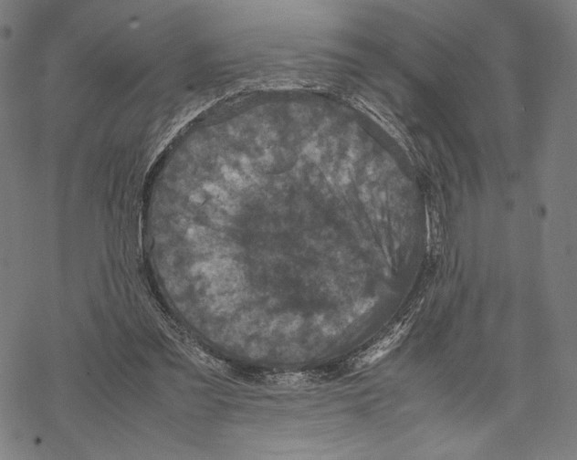 X0000067850301200605111715