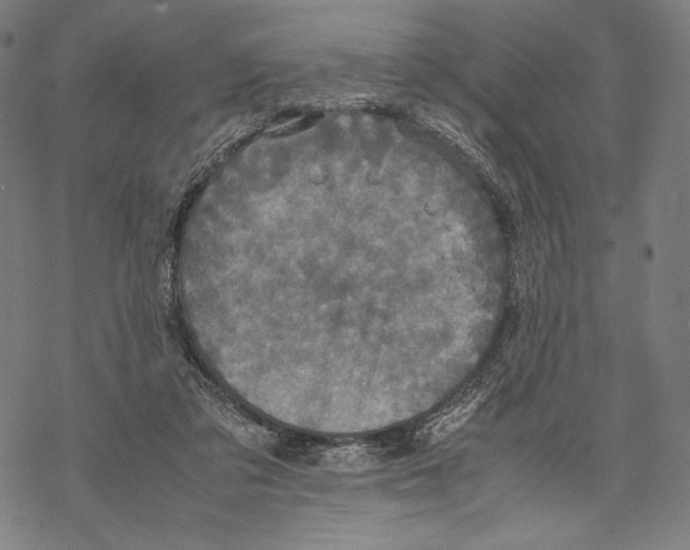 X0000067850309200605111715