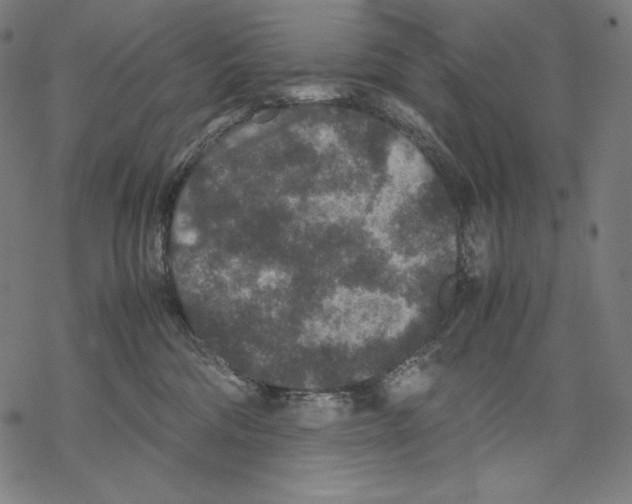 X0000067850330200605111714