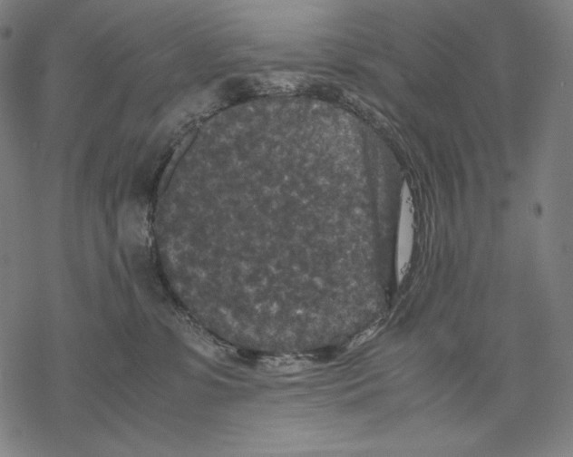 X0000067850331200605111714