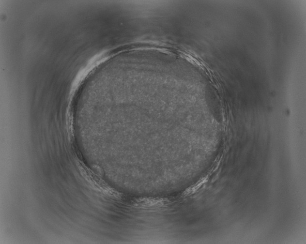 X0000067850343200605111714