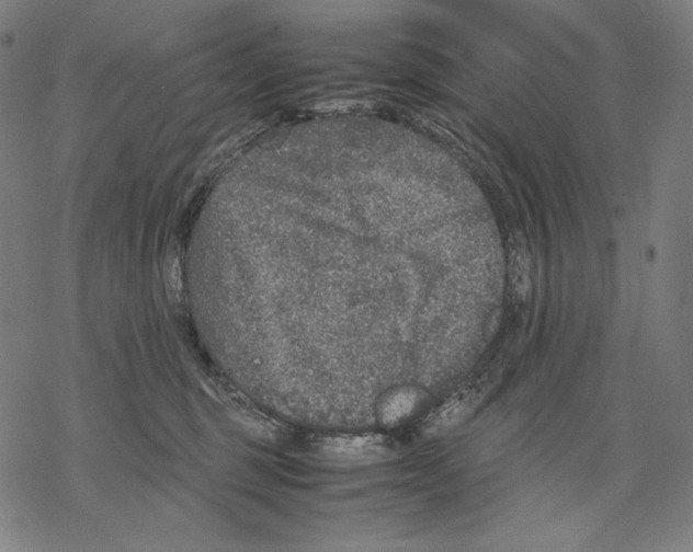 X0000067850375200605111714