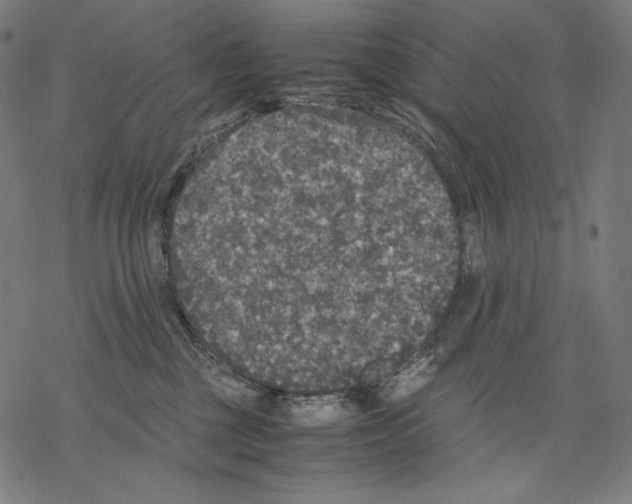 X0000067850377200605111714