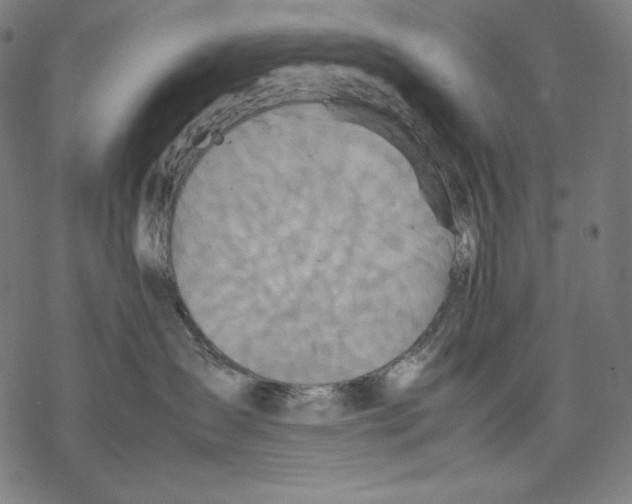 X0000067850431200605111713