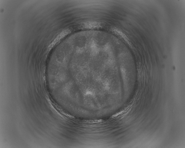 X0000067850443200605111712