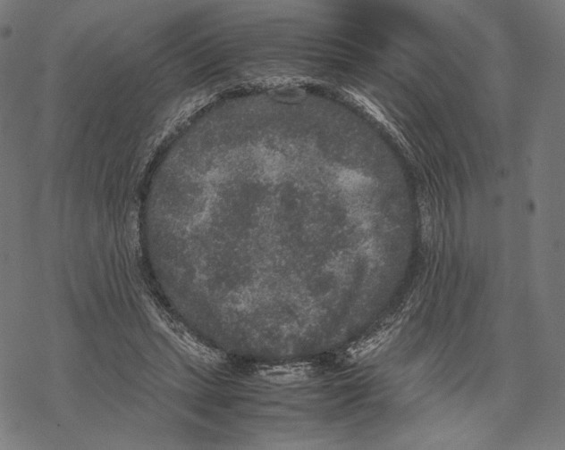 X0000067850447200605111712