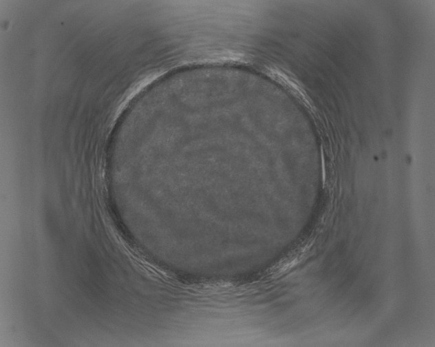 X0000067850483200605111712