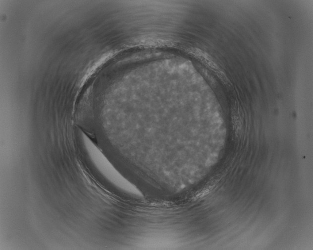 X0000067850488200605111712