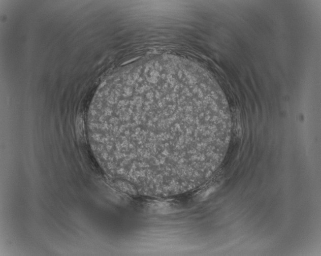 X0000067850523200605111711