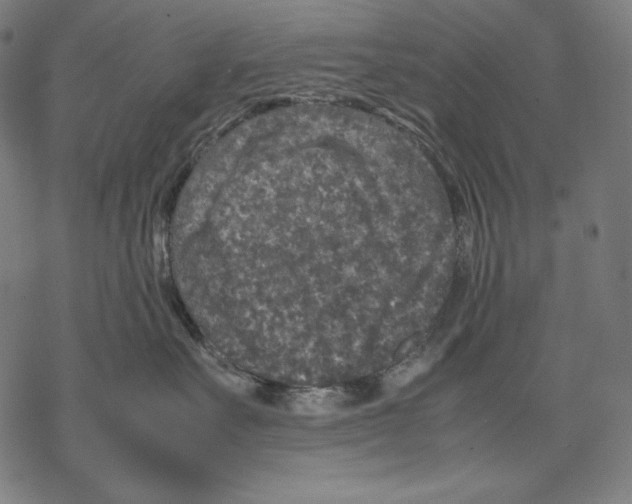 X0000067850527200605111711