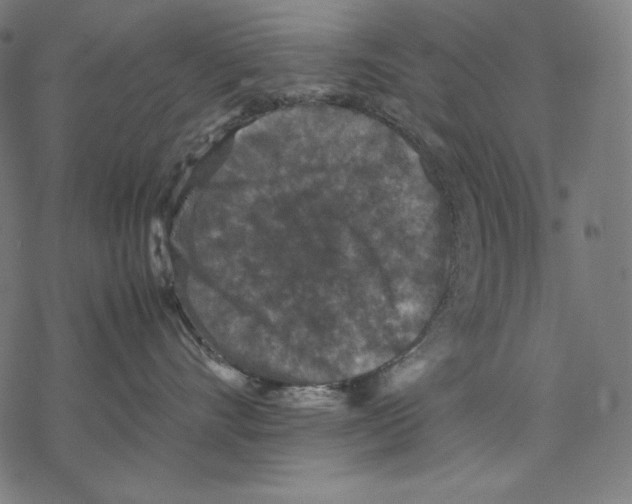 X0000067850528200605111711