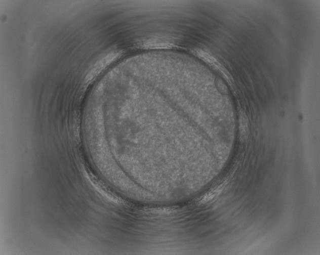 X0000067850533200605111710