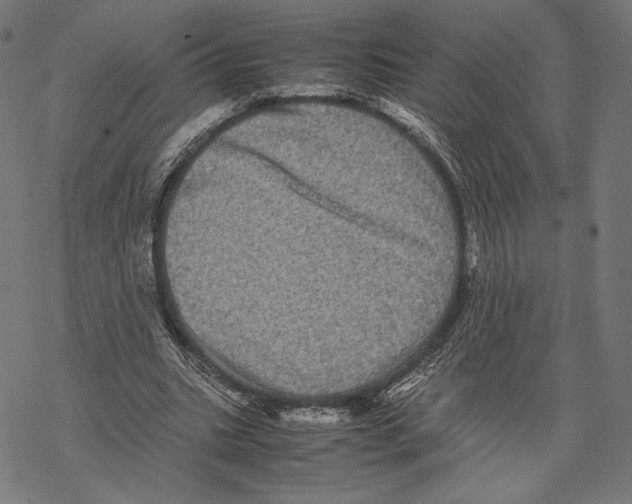 X0000067850535200605111710