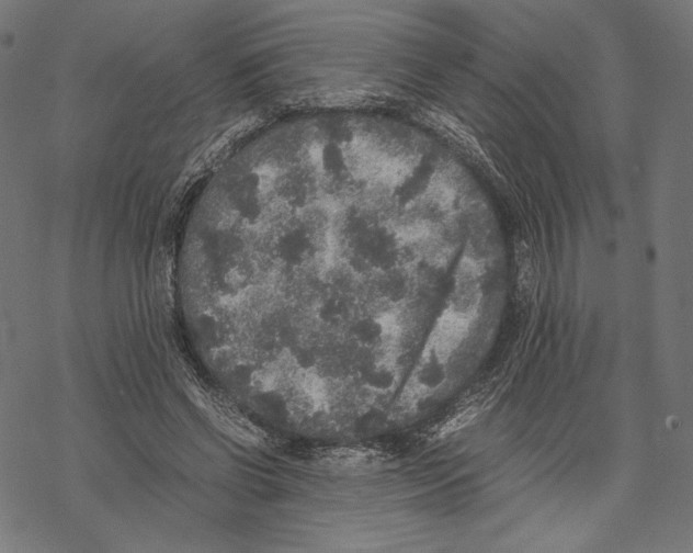 X0000067850542200605111710