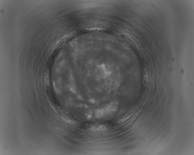 X0000067850547200605111711