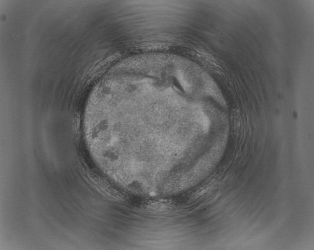 X0000067850550200605111711