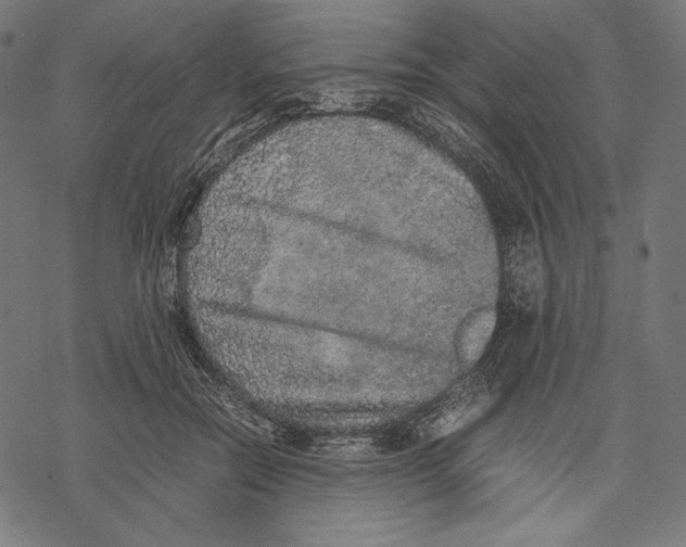 X0000067850554200605111711