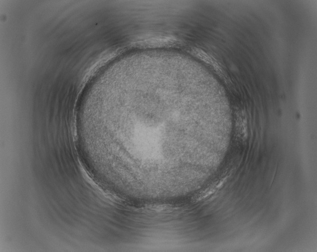 X0000067850582200605111710