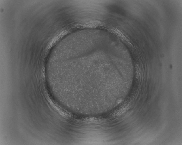 X0000067850634200605111709