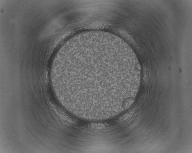 X0000067850636200605111709