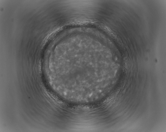 X0000067850640200605111709