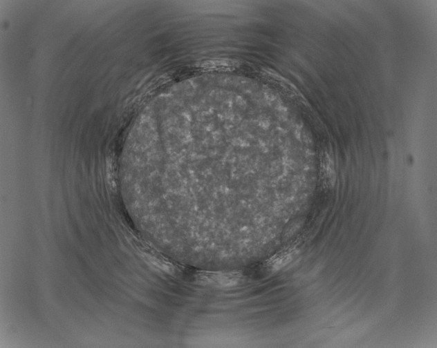 X0000067850663200605111709