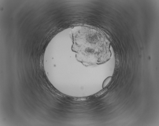 X0000067850665200605111709