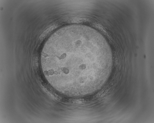 X0000067850683200605111709