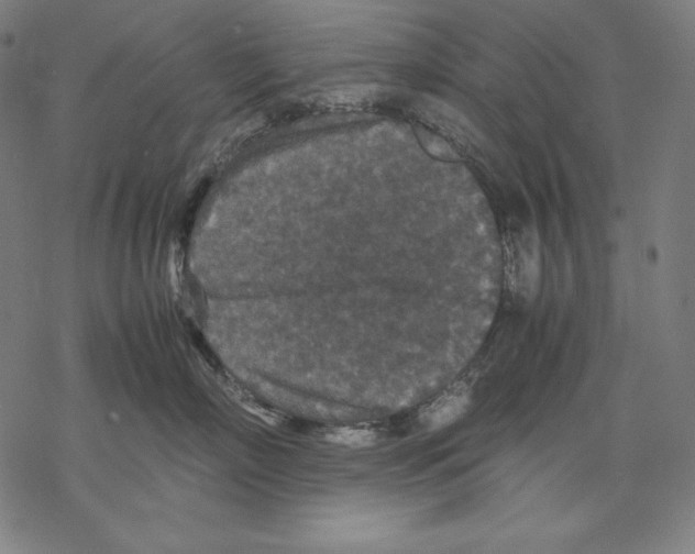 X0000067850718200605111708