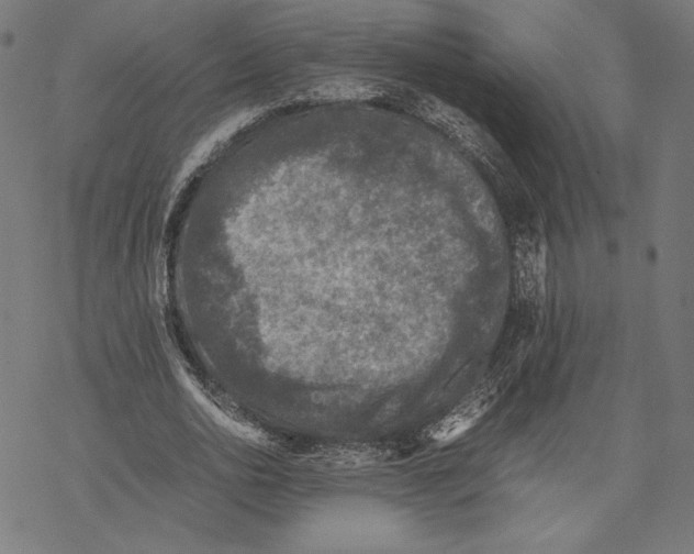 X0000067850726200605111707