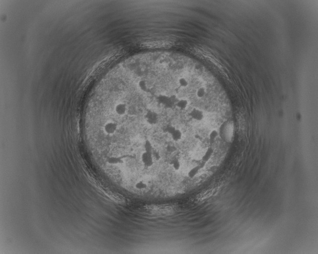 X0000067850733200605111707