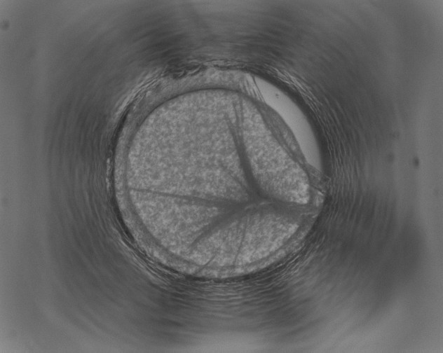 X0000067850735200605111707