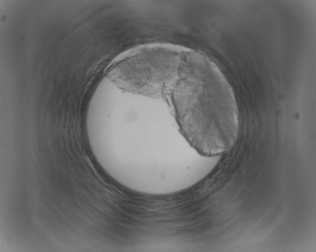 X0000067850757200605111708