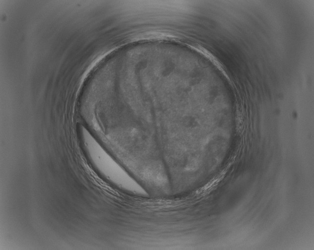 X0000067850783200605111707