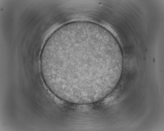 X0000067850807200605111707