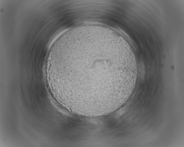 X0000067850814200605111706