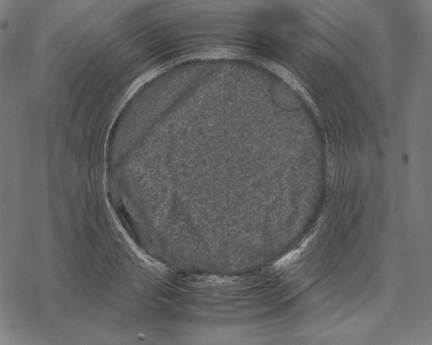 X0000067850845200605111706