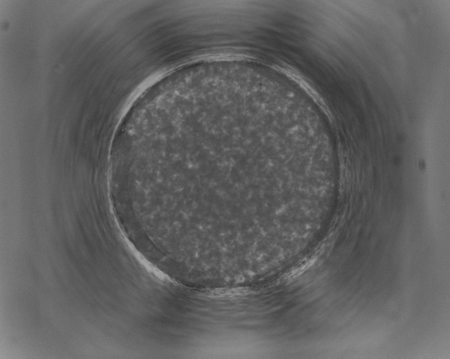 X0000067850853200605111706