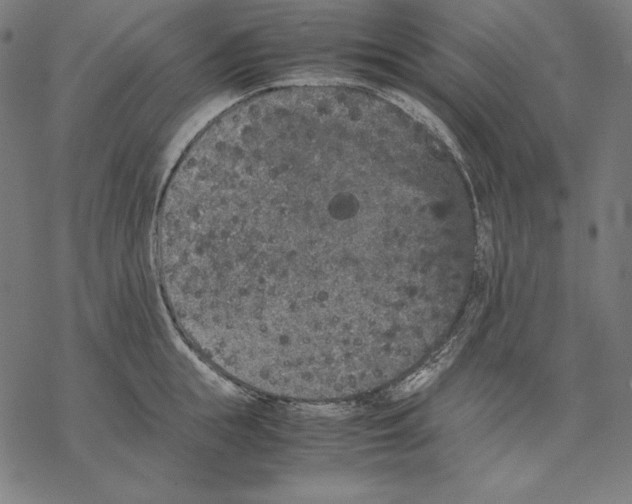 X0000067850855200605111706