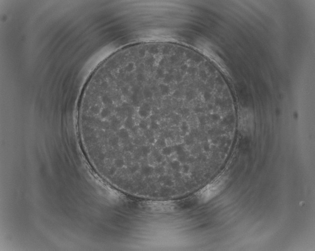 X0000067850856200605111706