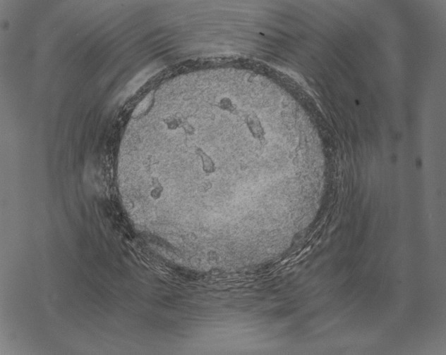 X0000067850871200605111705