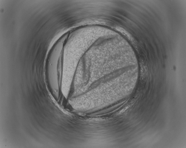 X0000067850894200605111705