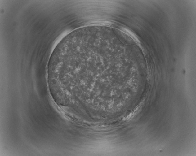 X0000067850907200605111705