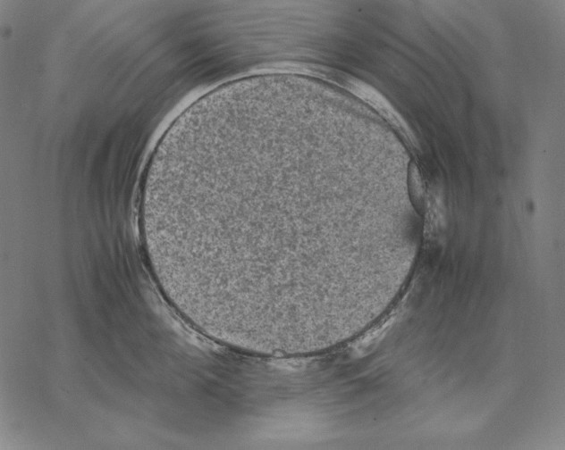 X0000067850908200605111705