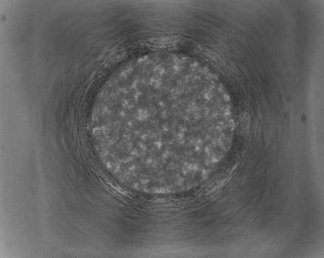 X0000067850913200605111704